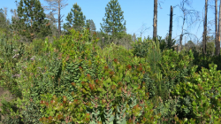 Photo taken at the Bonny Doon Ecological Reserve © 2014 by Dylan Neubauer 